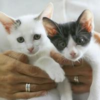 　一緒に保護された子猫と一緒に（右がひたちくん）