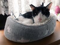 　2度目のトライアルで幸せに暮らしているひたちくん