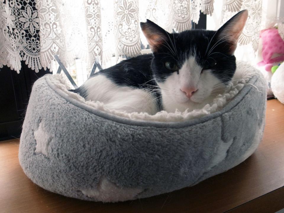 　2度目のトライアルで幸せに暮らしているひたちくん