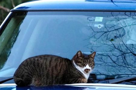 車のボンネットでくつろぐ猫