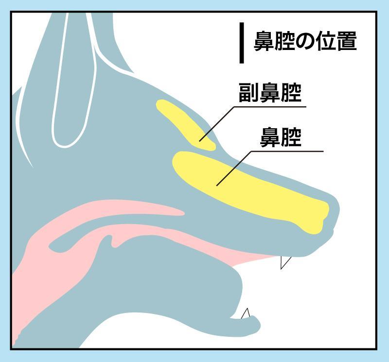 犬の鼻腔の位置