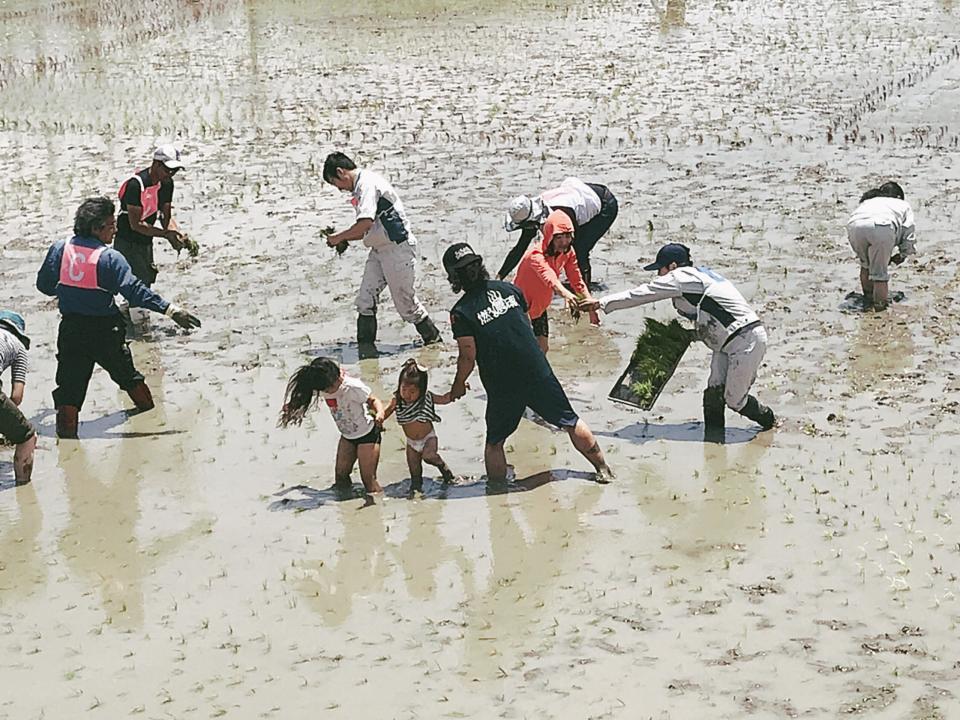 子どもたちも一緒に田植え（撮影・吉田綾子）
