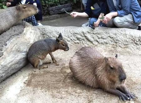 癒やし系の代名詞？カピバラとも、こんなに近くで触れ合える