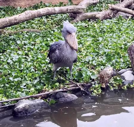 ふてぶてしい顔で人気のハシビロコウ