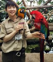 バードショーに出演するルリコンゴウインコ（左）とアカコンゴウインコ