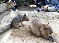 癒やし系の代名詞？カピバラとも、こんなに近くで触れ合える