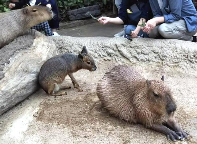 雨でも猛暑でも大丈夫な ふれあい型動物園 ネコもイヌもトリも み んな待ってます ライフ 社会総合 デイリースポーツ Online