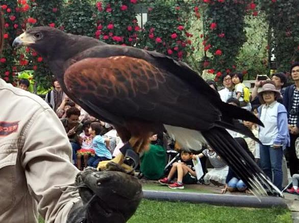精悍な顔つきが魅力のハリスホーク