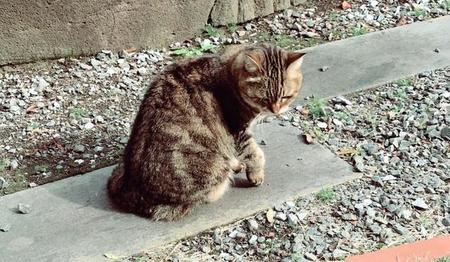 実家のお庭でくつろぐポポちゃん