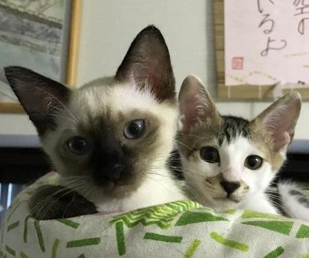 保護した２匹の子猫