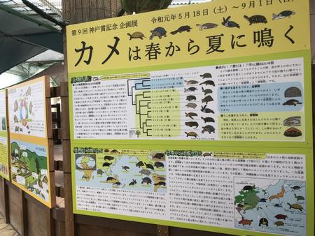 カメの鳴き声が聴ける展示コーナー＝神戸市立須磨海浜水族園（撮影・広畑千春）