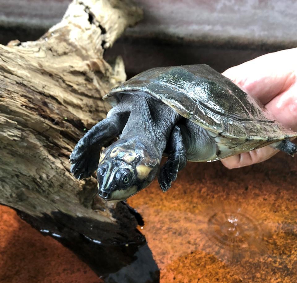 母ガメを呼んで鳴くというオオヨコクビガメの子ガメ＝神戸市立須磨海浜水族園（撮影・広畑千春）