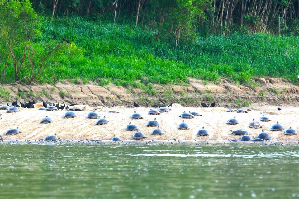 川岸の砂地で産卵するため、順番待ちをするオオヨコクビガメ（神戸市立須磨海浜水族園提供）