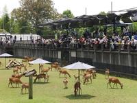 観光客が数多く訪れる鹿苑の子鹿公開会場。秋には角きりも行われる