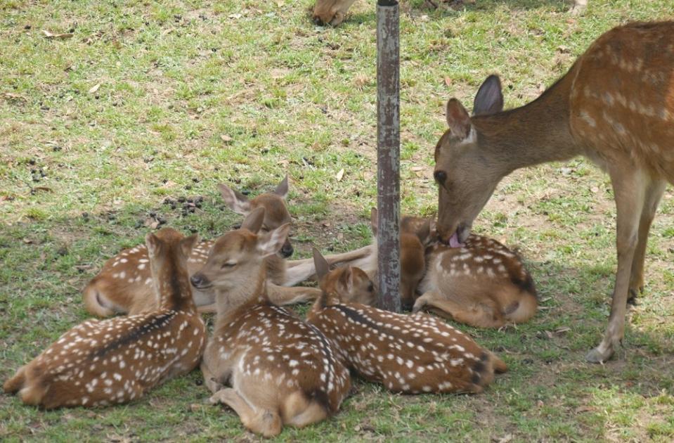 今シカ見られない かわいすぎる子鹿が大集合 奈良で癒される前に知っておきたいこと ライフ 社会総合 デイリースポーツ Online