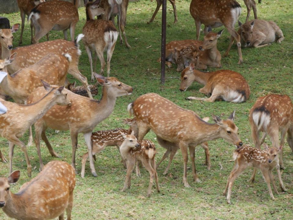 今シカ見られない かわいすぎる子鹿が大集合 奈良で癒される前に知っておきたいこと ライフ 社会総合 デイリースポーツ Online