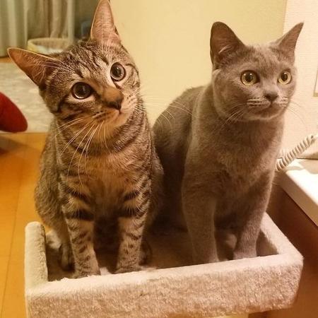ゴマちゃん（右）、お兄さん猫のレオくんと