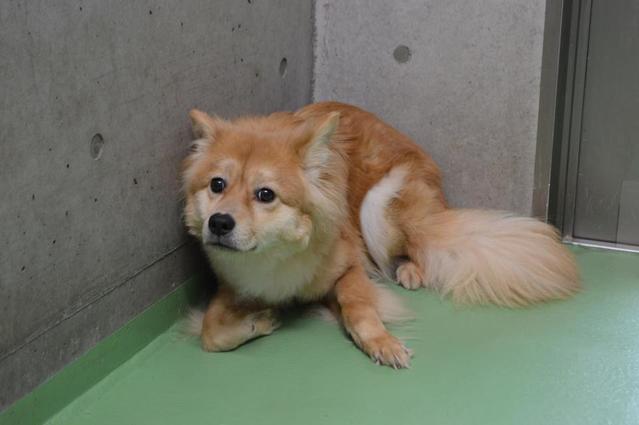  保護７年目の犬も　「命の期限」を設けない京都動物愛護センターの取り組み