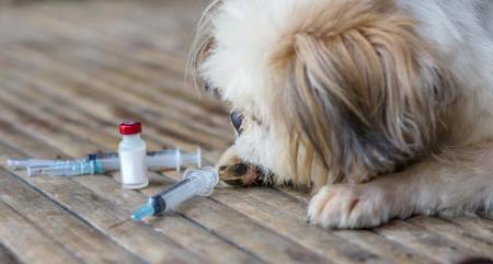 ワクチンを接種していない場合、安易に犬に近づいたりなでたりしないように注意したい（weerachaiphoto/stock.adobe.com）
