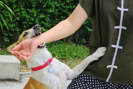 ワクチンを接種していない場合、安易に犬に近づいたりなでたりしないように注意したい（Aungsumol/stock.adobe.com）