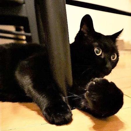 マンションのエレベーターホールに現れた黒猫　猫愛好家のもとで幸せに