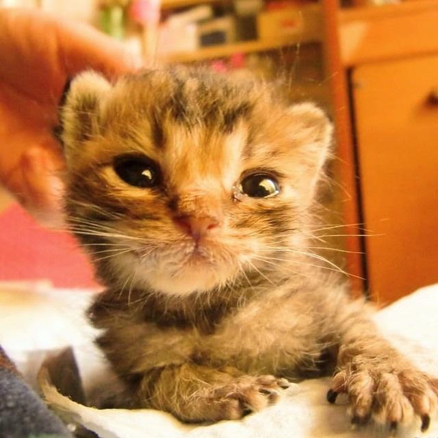 じゃんくんの子猫時代