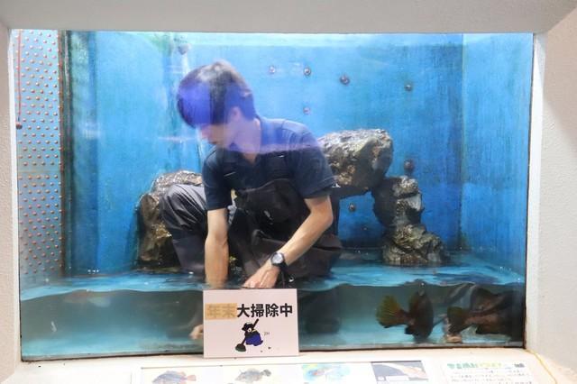 「たまにイケメンが展示されています」　桂浜水族館のツイートが話題