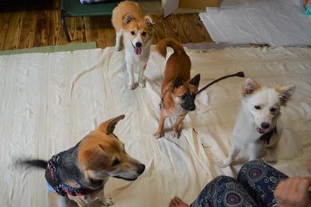 「犬の合宿所in高槻」で新しい家族との出会いを待つ離島出身の犬たち