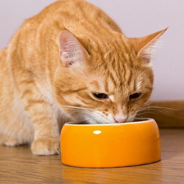 現代のペットはほぼ100％飼い主から与えられる食事で暮らしています（Okssi/stock.adobe.com）