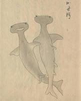 「隠岐国産物絵図注書」に描かれているシュモクザメ