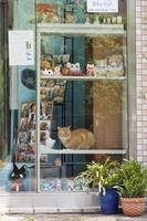 店入口横のショーケースで居眠り（筆者撮影）