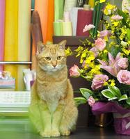 生け花のそばにたたずむみるく（筆者撮影）