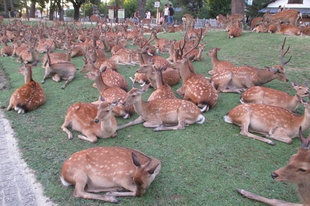 まるでフェス 足の踏み場もない噂の奈良国立博物館 鹿だまり を現地調査した ライフ 社会総合 デイリースポーツ Online