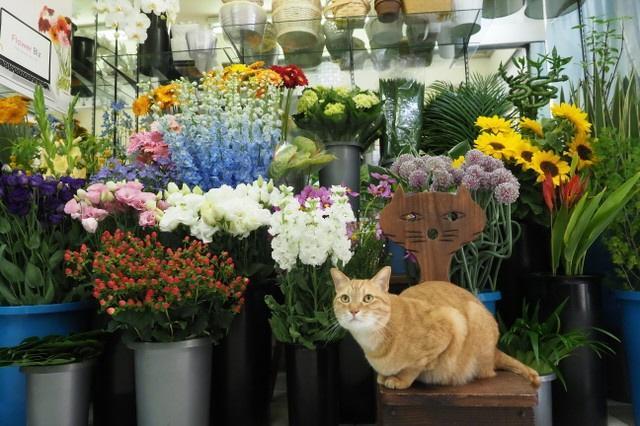 猫の顔の椅子がお気に入り（筆者撮影）