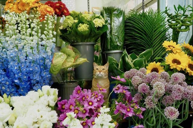 季節の花々に囲まれて（筆者撮影）