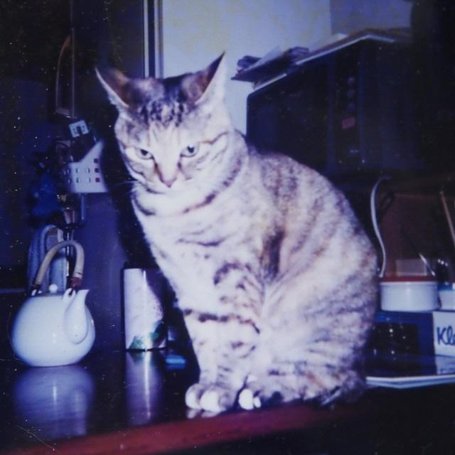 先代のめぐは、臆病で人見知りだった（不二花店撮影、提供）