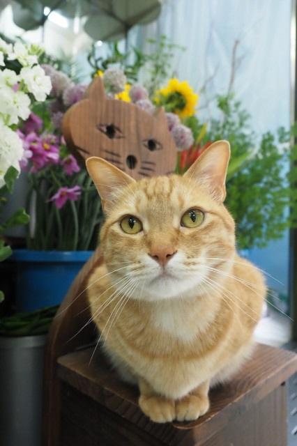 生け花教室の先生や生徒からも人気だそう（筆者撮影）