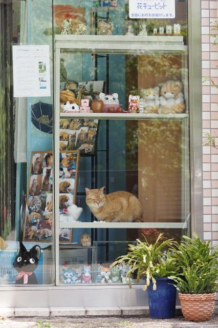 店入口横のショーケースで居眠り（筆者撮影）