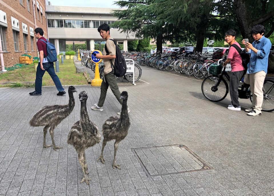 府立大のキャンパスを散歩する３羽。「タロウ」「ジロウ」「サブロウ」と名付けられているが、性別は不明（京都市左京区・京都府立大）