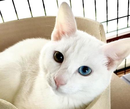 推定2歳のオッドアイの白猫・ハク太郎。保護されたときは骨盤を骨折し、重度の排便障害を起こしていました