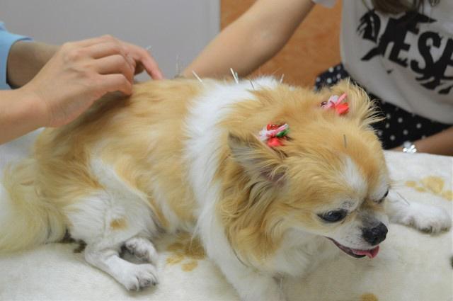 両前足麻痺のチワワが鍼治療で歩けるように…ペットの悩みに東洋医学からのアプローチ