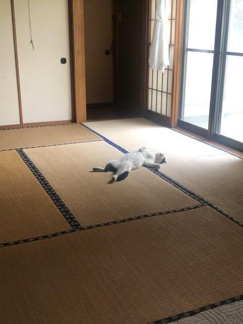 台風の日、家の中に通された野良猫はこの通りリラックス（提供）
