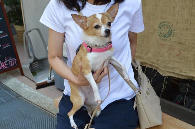 大阪ミナミに置き去りにされた犬…「噛み癖」を許容し、寄り添い続けてくれる家族と幸せに