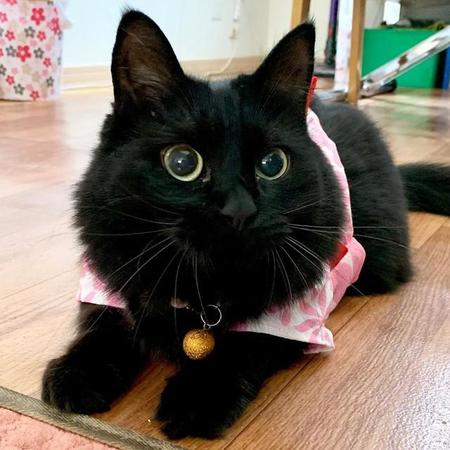 浴衣を着て夏を満喫する黒猫のノワールちゃん