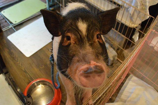 安楽死寸前で保護されたミニブタ・キャサリン。“家庭豚”として迎えてくれる里親さん募集中！