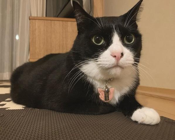 ハンサムでしょ