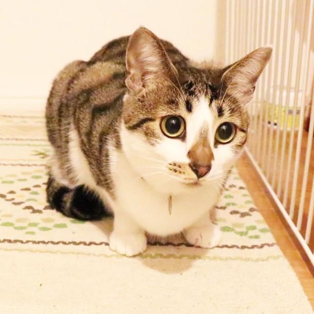 好奇心いっぱいで元気なルルちゃん