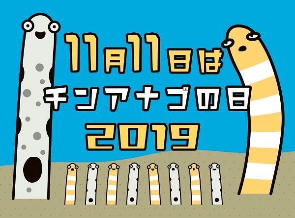 11月11日はチンアナゴの日。もちろん知っていました（京都水族館提供）