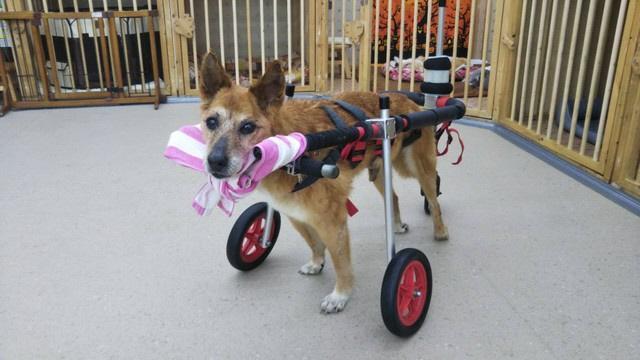 「メロー」に入所している老犬たちは快適な老後を過ごしている