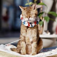 「オランダ国旗をイメージした」（寿子さん）というシュシュをつけ、店前で日向ぼっこするクッキー